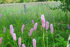 Geisingbergwiese am Klengelsteig