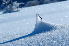 Geisingbergwiese im Winter Nahaufnahme