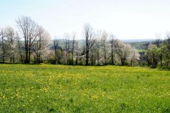 Bergwiese im Frühjahr
