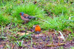 Buchfink und Rotkehlchen