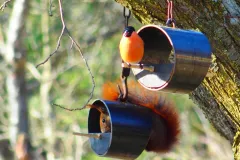 Eichhörnchen und Gimpel