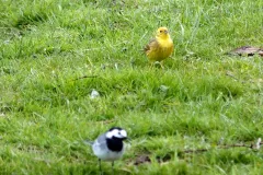 Goldammer und Bachstelze