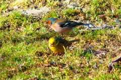Goldammer und Buchfink