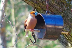 Kernbeißer und Bergfink