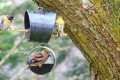 Kernbeißer, Bergfink und Gruenfink