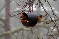 Kernbeißer und Bergfink