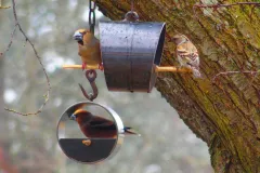 Kernbeißer und  Buchfink