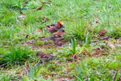 Kernbeißer und  Buchfinken