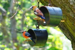 Kernbeißer und Gimpel