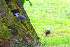 Kernbeißer und Kleiber