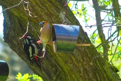 Kernbeißer und Specht