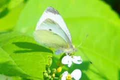 Kleiner Kohlweißling