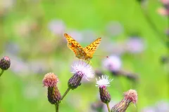 Kleiner Perlmuttfalter