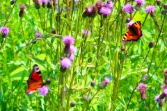 Pfauenauge und Kleiner Fuchs