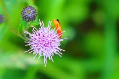 Roter Weichkaefer an Distel