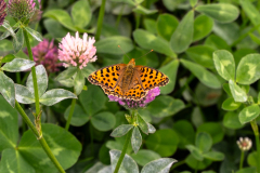 Großer Perlmuttfalter