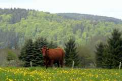 Harzer Rotes Höhenvieh auf Bergwiese